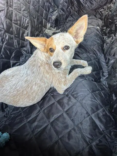 Veronica - Catahoula Leopard Dog