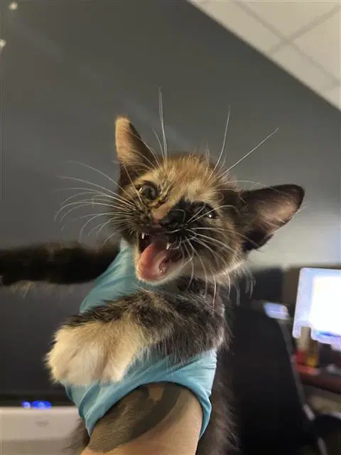Katie - Domestic Short Hair