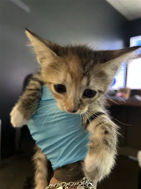 Kylie - Domestic Short Hair