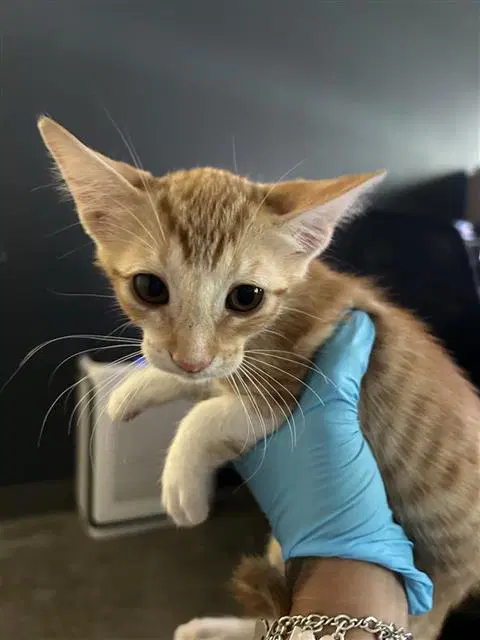 Kara - Domestic Short Hair