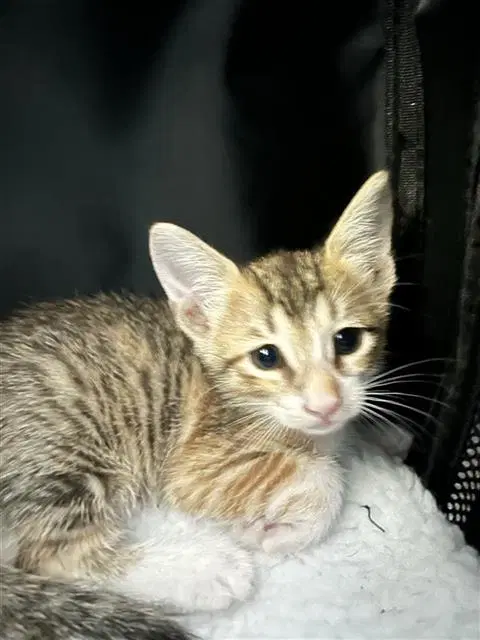 Kayla - Domestic Short Hair