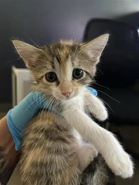 Kenzie - Domestic Short Hair