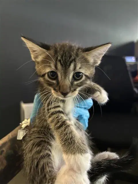Kino - Domestic Short Hair