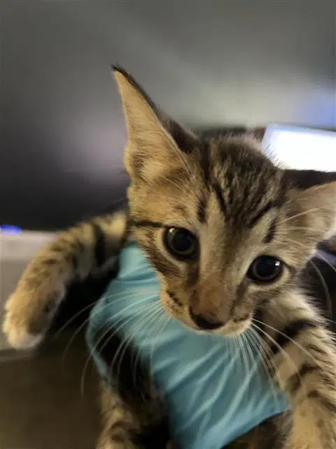 Keanu - Domestic Short Hair