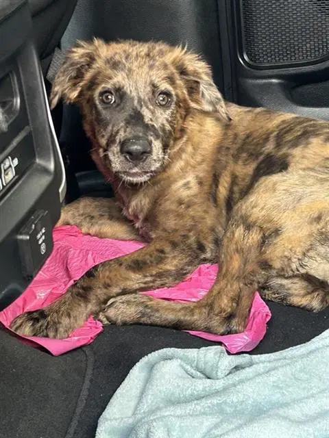 Cupcake - Australian Cattle Dog/Blue Heeler