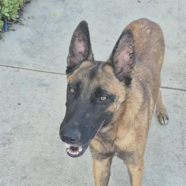Samsung - Belgian Shepherd Malinois