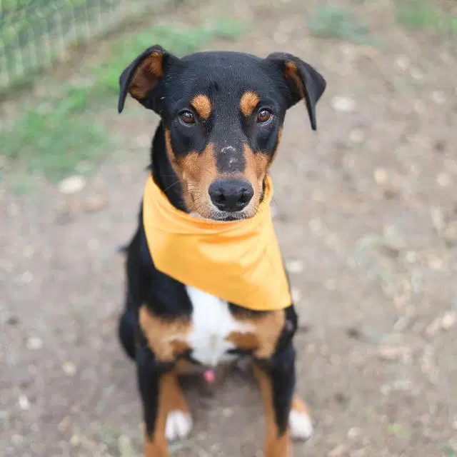 Bradley - Doberman Pinscher