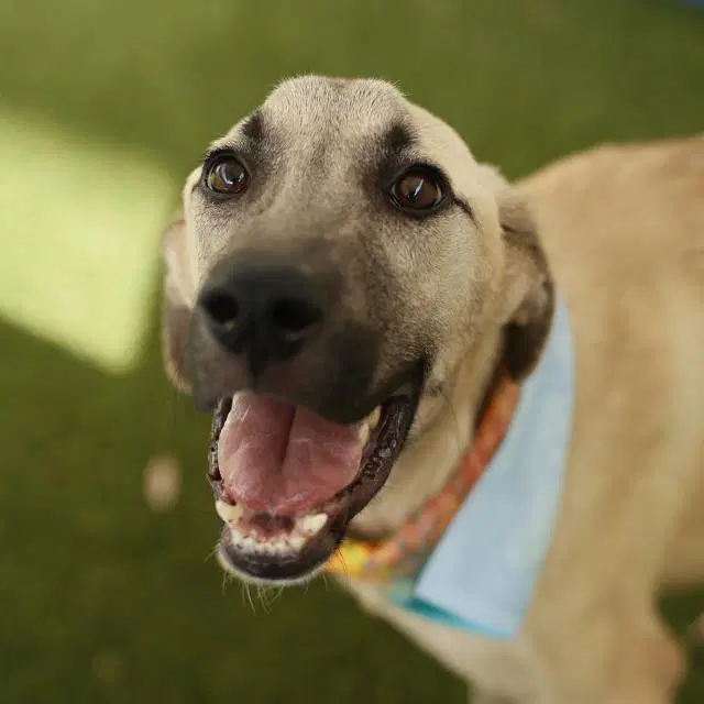 Blue - Labrador Retriever