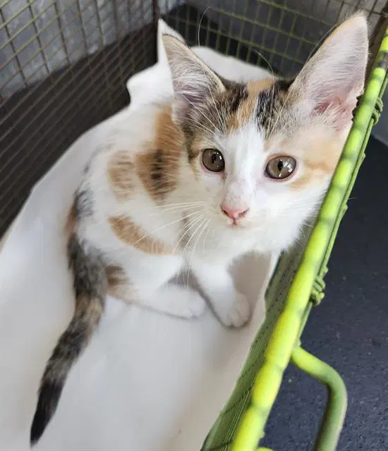 Unknown - Domestic Short Hair