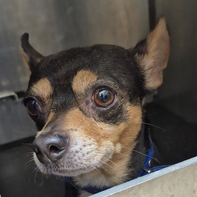 Unknown - Chihuahua