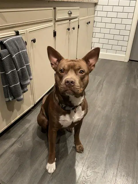 Carmello - American Staffordshire Terrier