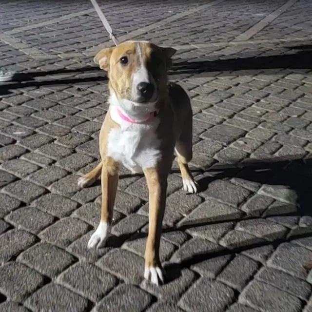 Leila - Bull Terrier