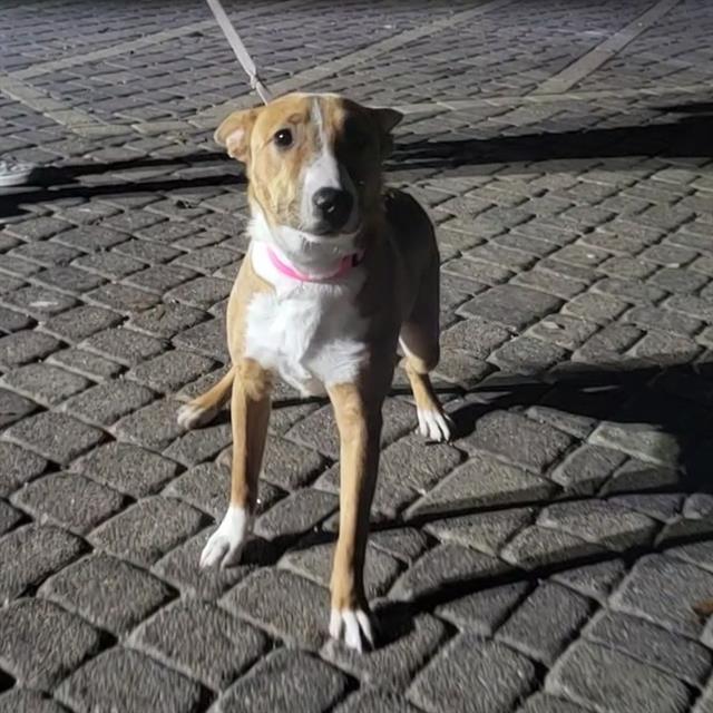 Leila