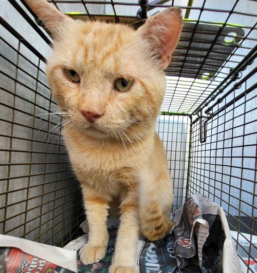 MERV, a cat for adoption from San Antonio Animal Care Services