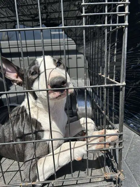 Rocky - Bull Terrier