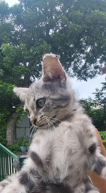 Ford - Domestic Short Hair