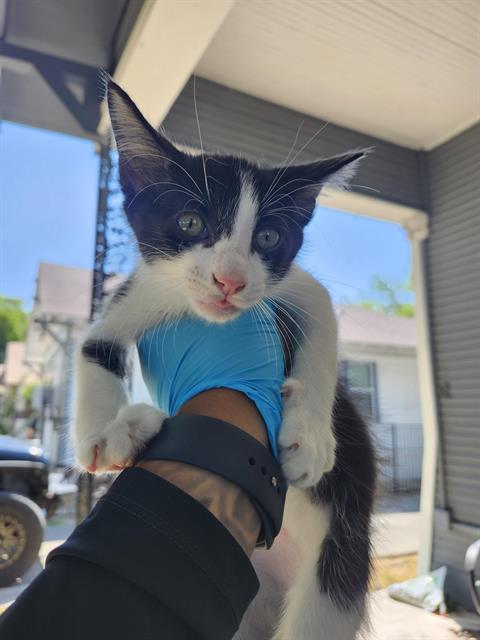 Domino