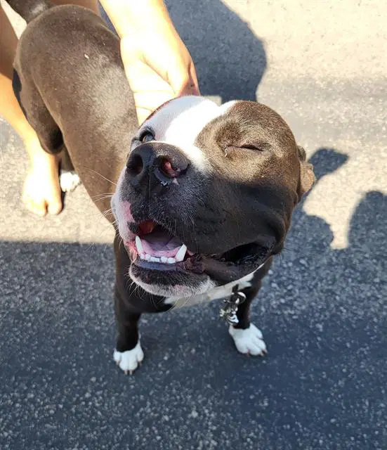 Mr Pickles - American Staffordshire Terrier