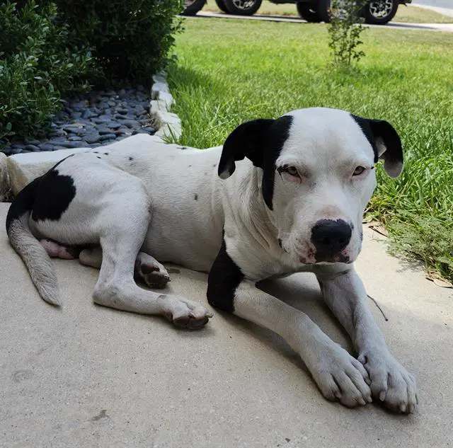 Percy - American Staffordshire Terrier