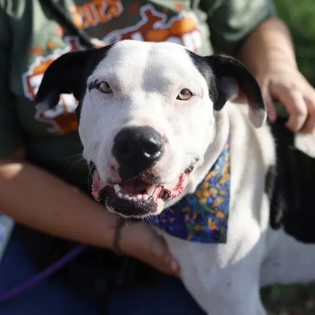 Percy - American Staffordshire Terrier