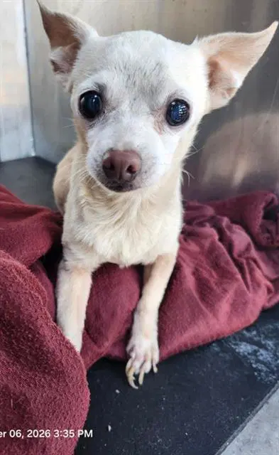 Orion - Chihuahua