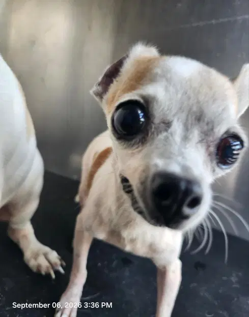 Perseus - Chihuahua