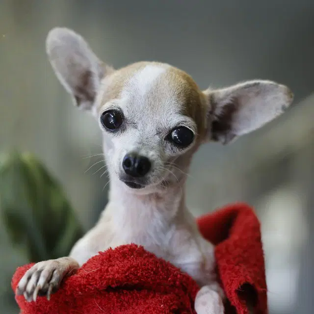 Perseus - Chihuahua
