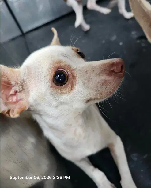 Hercules - Chihuahua