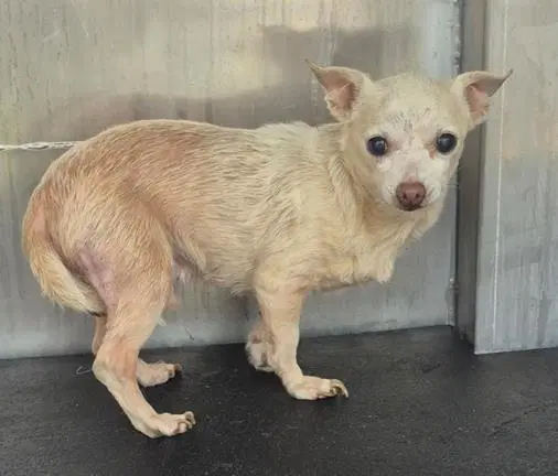 Cassiopeia - Chihuahua