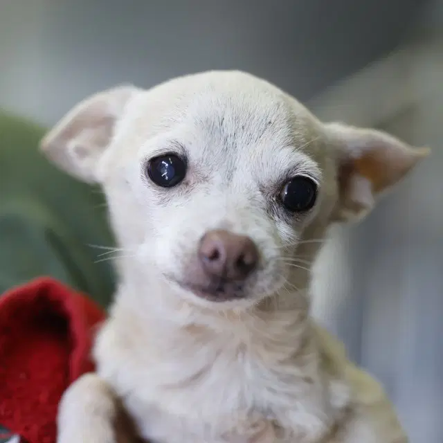 Cassiopeia - Chihuahua