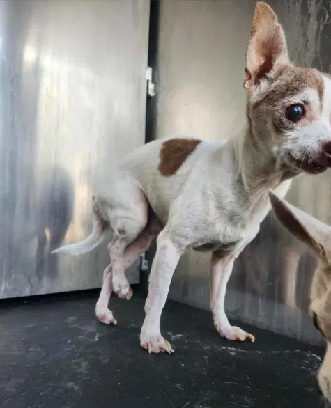 Pegasus - Chihuahua