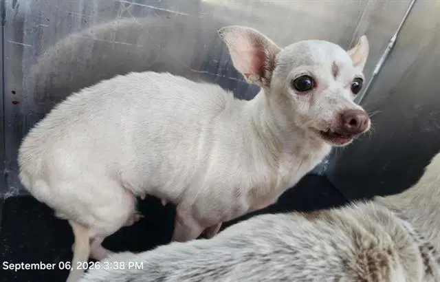Ursa Major - Chihuahua