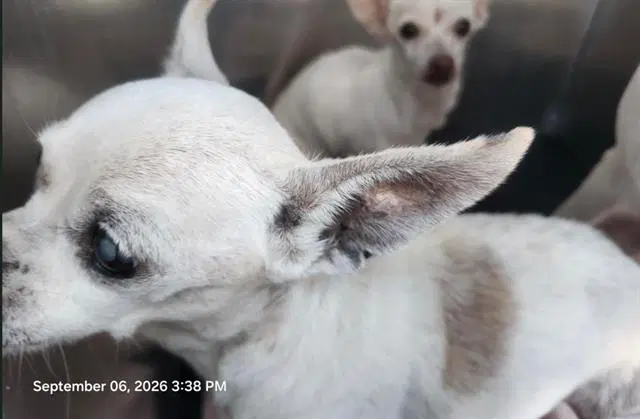 Andromeda - Chihuahua