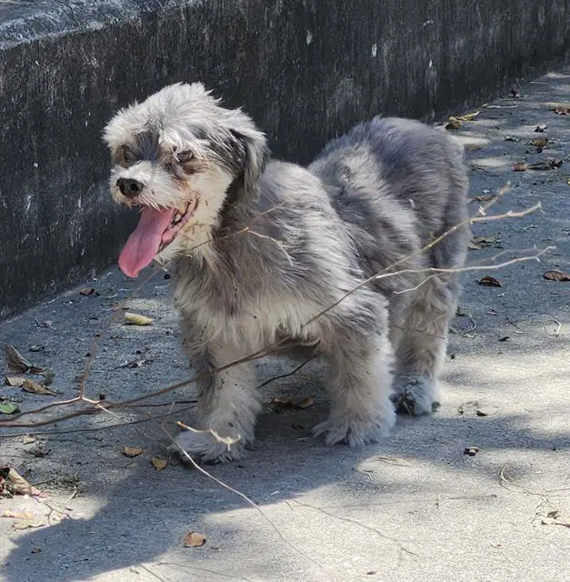 Wiley - Havanese