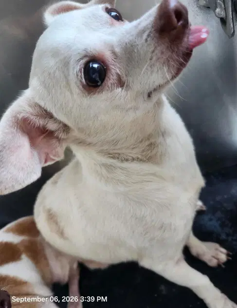 Lepus - Chihuahua