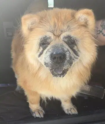 Lucy - Chow Chow