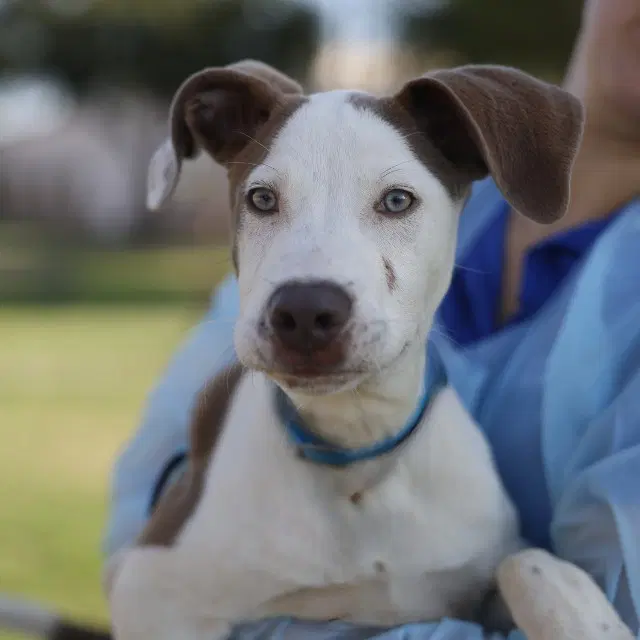 Hank - Terrier
