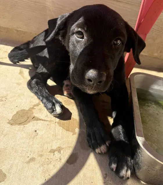 Luna - Labrador Retriever