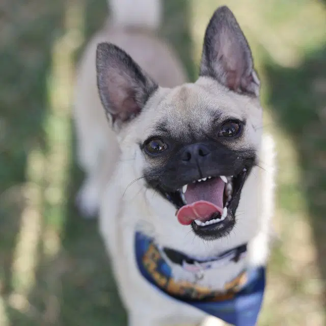 Ana - Pug
