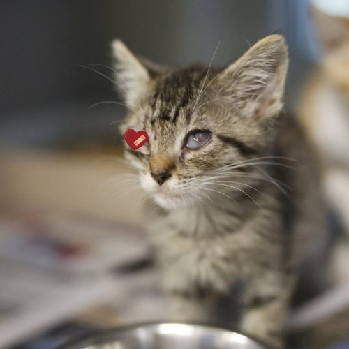 WILLIAMS, a cat for adoption from San Antonio Animal Care Services