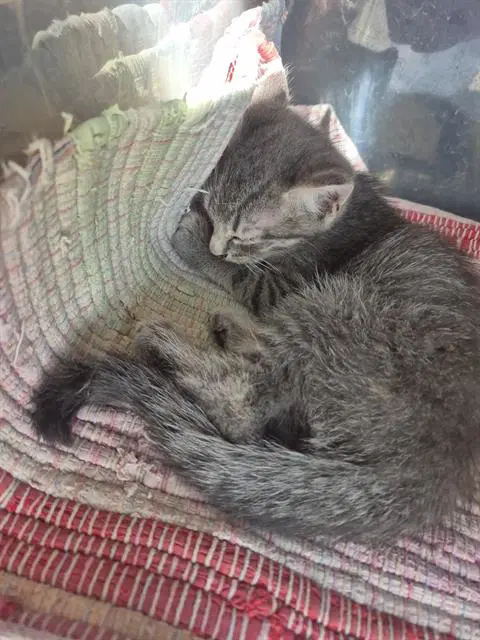 Woods - Domestic Short Hair