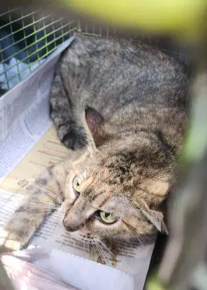 Loo - Domestic Short Hair