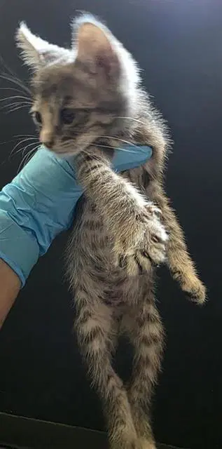 Spaghetti - Domestic Short Hair