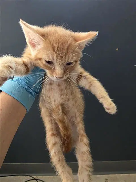 Lasagna - Domestic Short Hair