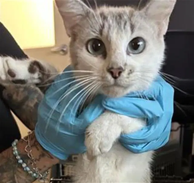 Annie - Domestic Short Hair