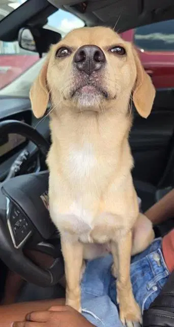 Sandy - Terrier