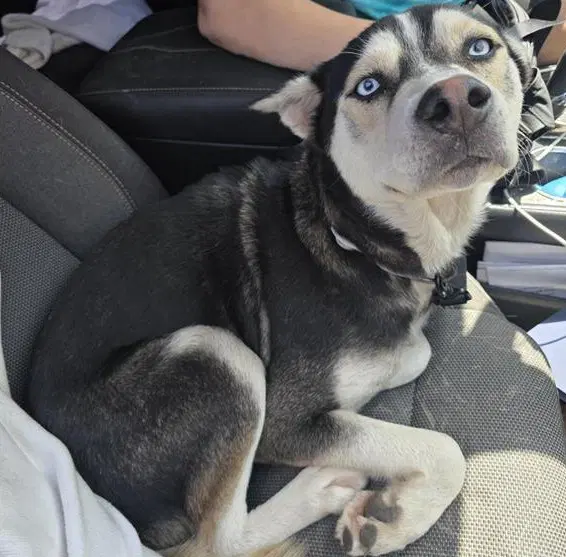 Buddy - Husky