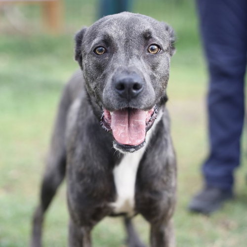 SKY, a dog for adoption from San Antonio Animal Care Services