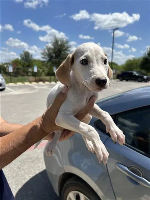 Milo - Hound