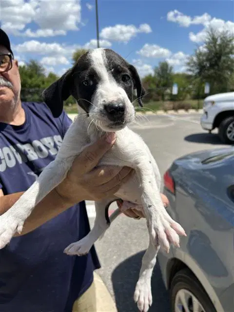 Larry - Hound